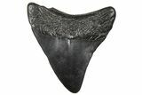 Juvenile Megalodon Tooth - South Carolina #360934-1